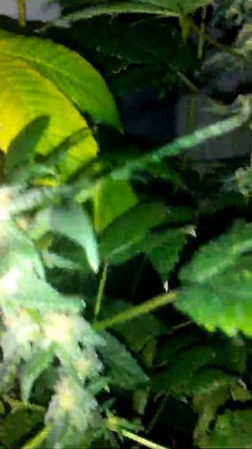 Red devil flowering cycle. Mid смотреть онлайн