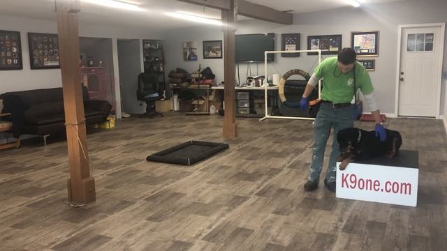 Raven Galullo the Rottweiler Week 1 K9one Dog Training смотреть онлайн