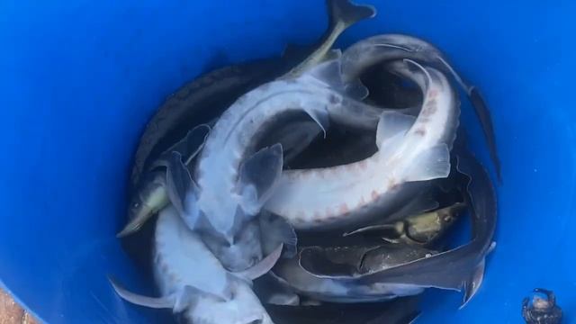 Русско-ленский осётр - Зарыбление! Новости рыбалки, новости водоемов смотреть онлайн