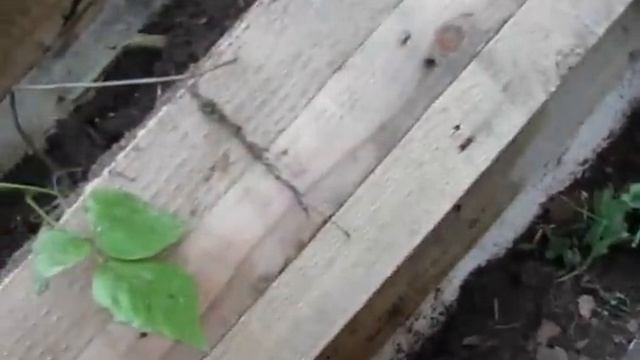 The bubble pump set up to water 2 planters at the same time! смотреть онлайн