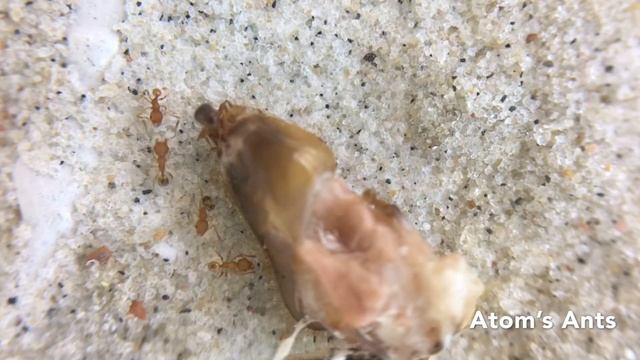 Major news...Pheidole colony gets Major worker! смотреть онлайн