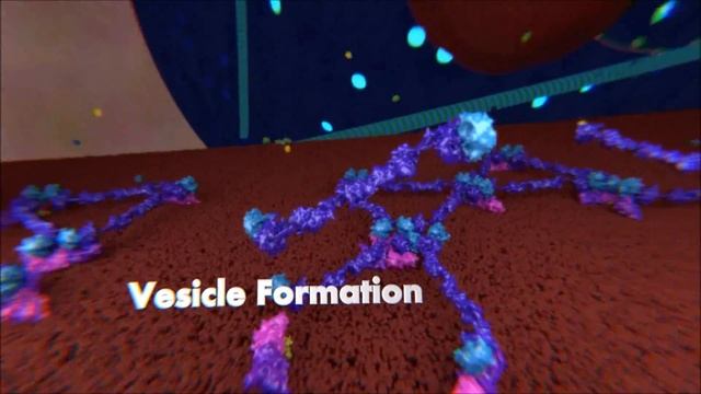 COPII Vesicle Formation смотреть онлайн