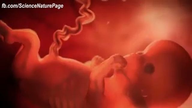 Этапы развития ребенка مراحل نمو الطفل смотреть онлайн