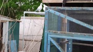 #Голуби Вальтера, #Спортивные голуби #Среднеазиатские голуби, Walters #Brieftauben #Tauben #pigeons