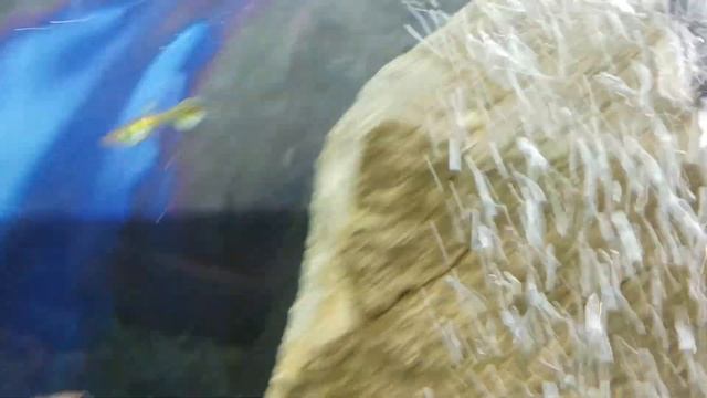 Aqua Tera pepinojoe 🦐🐬(3) смотреть онлайн