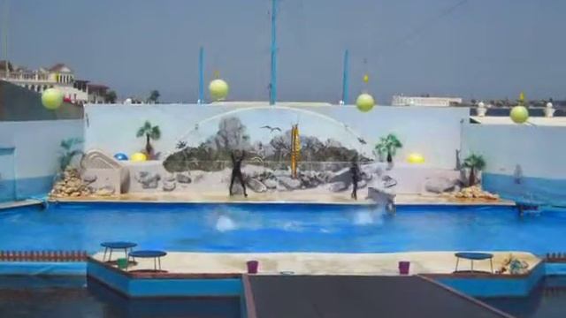 Дельфинарий. Прыжок дельфинов. смотреть онлайн