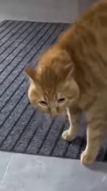 Cat speaks strangely - Кот странно говорит смотреть онлайн