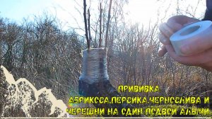 Прививка на алычу 4 привоя Персик. Абрикос, Чернослив и Черешня