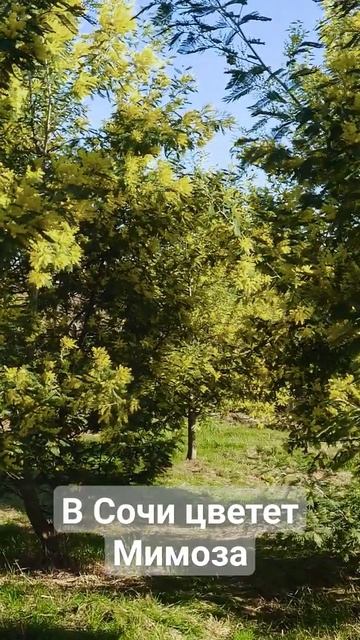 ЗОЛОТЫЕ САДЫ МИМОЗЫ. В Сочи наступила весна. #сочи #жизньвсочи #мамайка смотреть онлайн