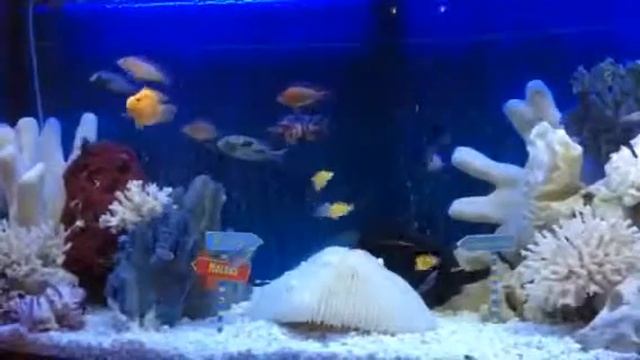 Аквариум псевдоморе. Море счастья смотреть онлайн