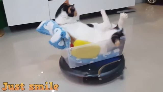 Best Funny Cat Funny Cats Compilation смотреть онлайн