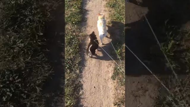 Лучшие моменты трансляции "Chihuahua ZeFir в прямом эфире" (0:00–1:00) смотреть онлайн