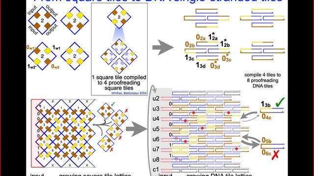 Damien Woods: 21 molecular algorithms using reprogrammable DNA self-assembly смотреть онлайн