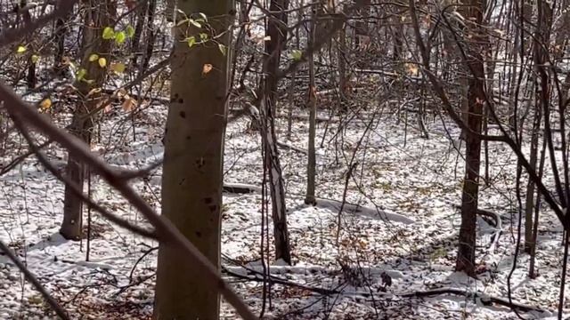 Down at the Barn w/Rick - Deer Hunt 2022 Part 3 .1 смотреть онлайн