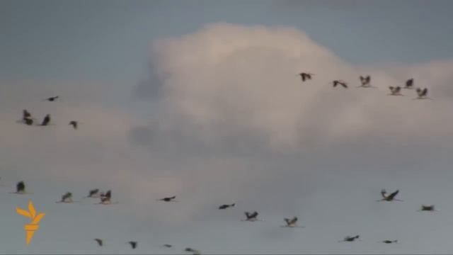 Журавы паляцелі смотреть онлайн