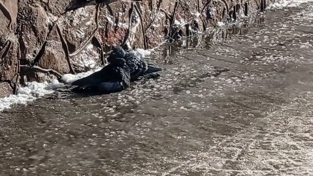 Весенние голубиные купания в капели смотреть онлайн