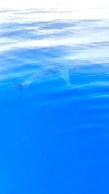 Акулы около Хургады и Эль Гуны. #хургада2024 #египет2024 смотреть онлайн