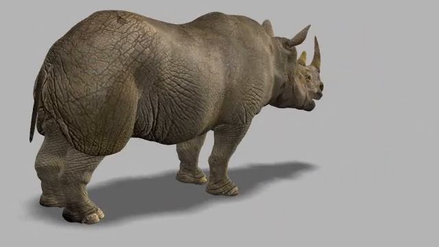 3d models Rhinoceros смотреть онлайн