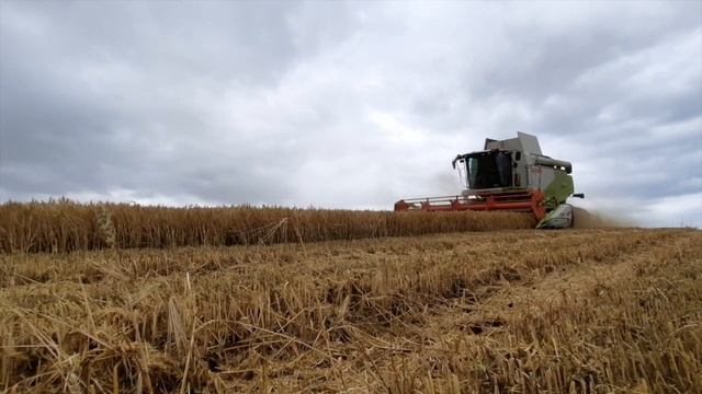 ŻNIWA 2020 ✔ JĘCZMIEŃ ✔ ZACHODNIOPOMORSKIE ✔ CLAAS TUCANO 570 ✔ CASE PUMA 200 ✔ GR POCIEJ смотреть онлайн