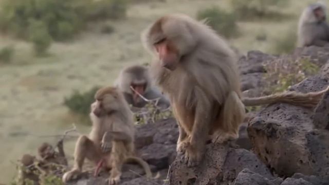 Baboons Kidnap Lion Cubs: The Shocking Truth смотреть онлайн