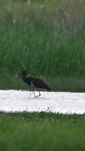 Must toonekurg, Ciconia nigra, Black Stork - Eesti linnud смотреть онлайн