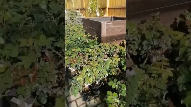 Друзья, видео с ул.Симбирской 154! Отличные растения, удобная локация, хороший ассортимент! ❤️ смотреть онлайн
