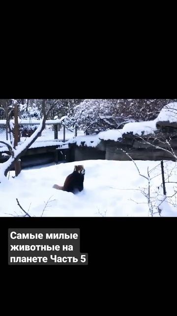 Самые милые животные на планете Часть 5 смотреть онлайн