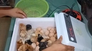 FULL AUTOMATIC INCUBATOR PROCEDURE UNTIL HATCHING | TRANSFER TO BROODER | VITAMIN | TONSKIE TV
