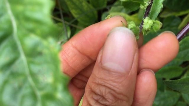 How To Get Gynura Procumbens Longevity Spinach To Grow Fuller