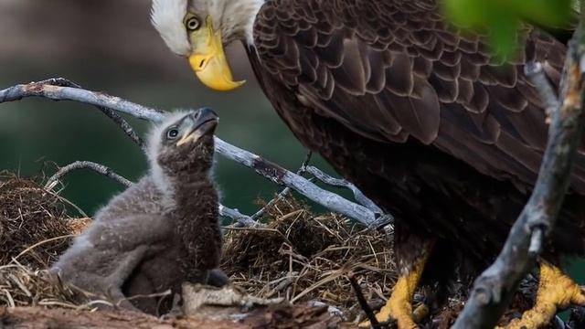 - شاہین پزندوں کا بادشاہ کیوں ہے- Why eagle is king of birds смотреть онлайн
