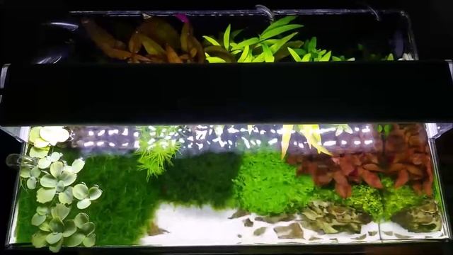 2. Chihiros A 401 w akwarium 25l смотреть онлайн