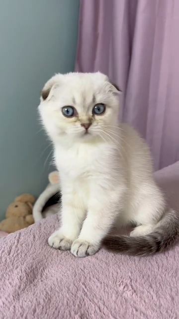 Плюша в поиске любящей семьи😻🌸 inst: umka.teddy смотреть онлайн