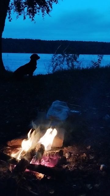 На страже сосисок: костер, собака и философские размышления смотреть онлайн