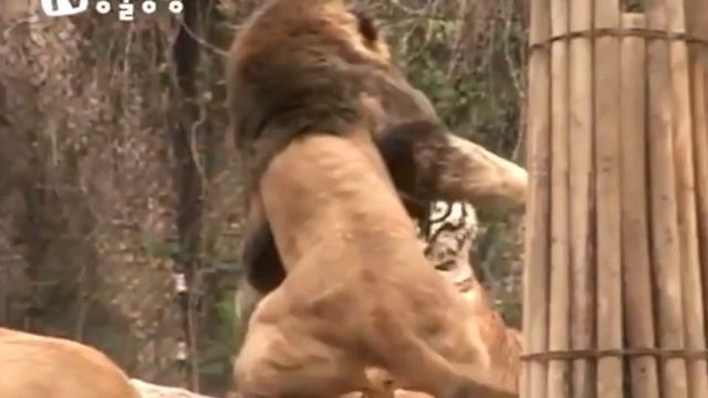 SINGA AFRIKA VS HARIMAU SIBERIA ‼️ Duel Penuh Perdebatan ... смотреть онлайн