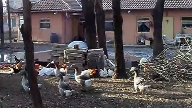 Частна перната зоо-градина в Пловдив? смотреть онлайн