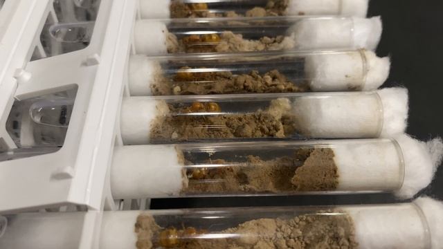 Day 9: Honeypot Queen Ants Eggs In Dirt Test Tubes - Myrmecocystus mexicanus смотреть онлайн