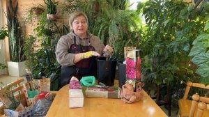 Купить или не купить розу с большими ростками?