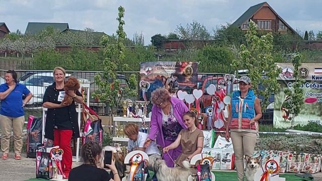 Нептун 1 место БЭСТ открытый класс питомник Кастропуло Крым ♥️ выставка собак всех пород смотреть онлайн