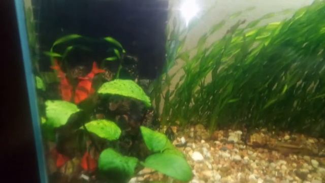 Пельвикахромис пульхера или карликовые попугайчики смотреть онлайн