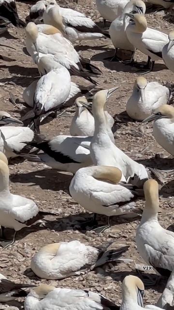 Cape Gannets #viral #viralshort #funtime #capetown #bird #birdphotography #birdsvideo #birdsounds смотреть онлайн
