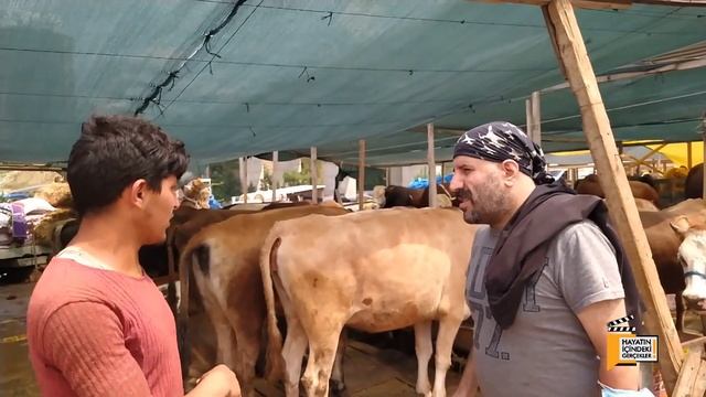 İSTANBUL KURBAN PAZARI (Kurban Fiyatları) 1 TON 214 KİLO İLE PAZARIN ŞAMPİYONU 2021 Son Durum смотреть онлайн