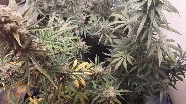 Lemon Tree autos R2's. смотреть онлайн
