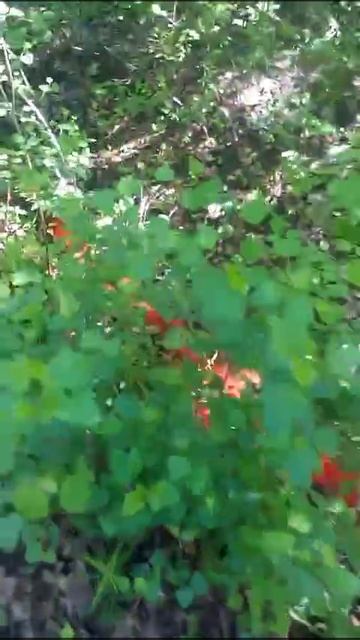 Подмосковье СНТ МГУ до станции.mp4