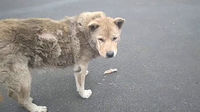 Верные охранники территории ЦОП в Кривом Роге смотреть онлайн