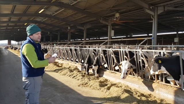 Misurare il benessere nell'allevamento della bovina: prima parte смотреть онлайн