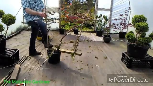 Niwaki The Motivated Gardener смотреть онлайн