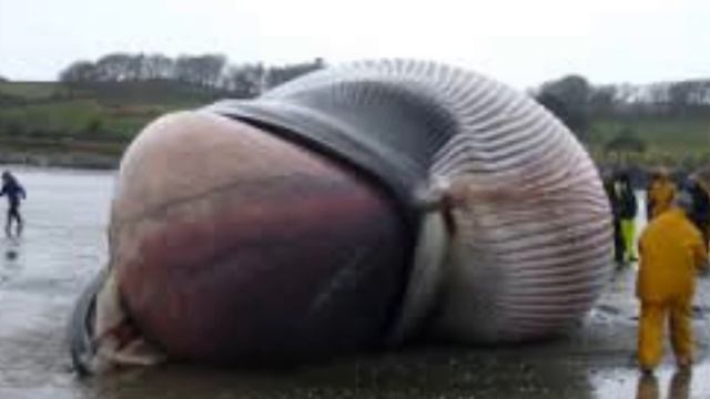 200 KG Wal Herz - 15 Erstaunliche Fakten die du noch nicht kennst! смотреть онлайн