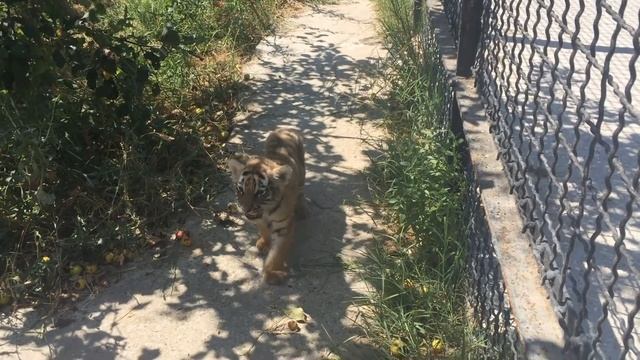 Тигрица с тигрятами. Парк львов Тайган. 24.07.2016 смотреть онлайн