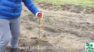 Обрезка растений: сливы, алычи, абрикоса, персика, яблони, груши после посадки.