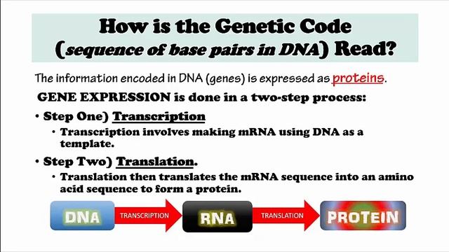 Transcription and Translation - Protein Synthesis - Genetic Expresseion смотреть онлайн